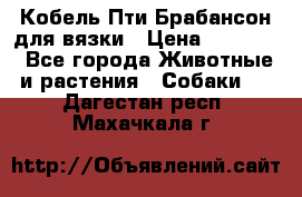 Кобель Пти Брабансон для вязки › Цена ­ 30 000 - Все города Животные и растения » Собаки   . Дагестан респ.,Махачкала г.